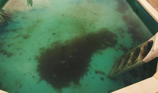 Zu sehen ist Bild 1 zum Beitrag mit dem Thema: Algen im Pool