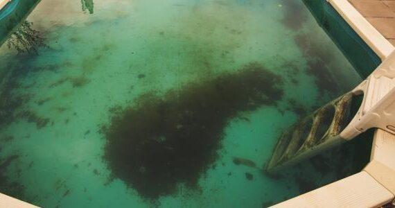 Zu sehen ist Bild 1 zum Beitrag mit dem Thema: Algen im Pool